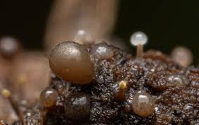 Attēlu rezultāti vaicājumam “Clastoderma debaryanum macro”