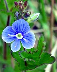 Image result for Veronica chamaedrys