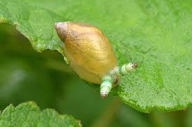 Attēlu rezultāti vaicājumam “Leucochloridium paradoxum”