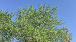 Attēlu rezultāti vaicājumam “Populus x canescens”