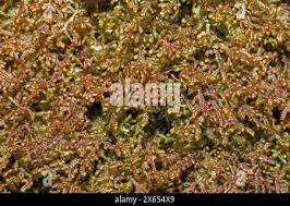 Attēlu rezultāti vaicājumam “Frullania tamarisci macro”