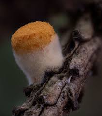 Attēlu rezultāti vaicājumam “Crucibulum laeve”