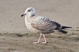 Attēlu rezultāti vaicājumam “Larus argentatus”
