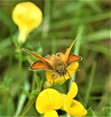 Attēlu rezultāti vaicājumam “Thymelicus sylvestris female”