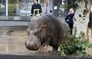Zoo Animals on the Loose After Deadly Flooding Hits Tbilisi.