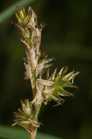 Attēlu rezultāti vaicājumam “Carex elongata”