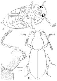 Attēlu rezultāti vaicājumam “Dasytidae”