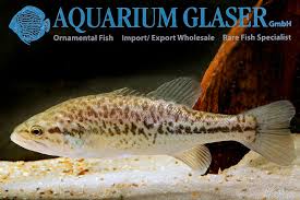 Image result for Micropterus salmoides
