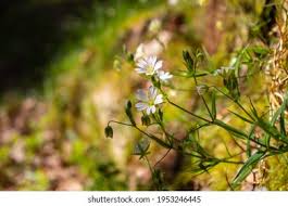 Attēlu rezultāti vaicājumam “Stellaria palustris”
