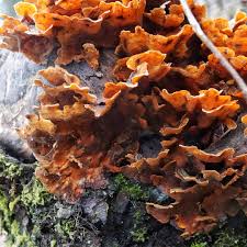 Attēlu rezultāti vaicājumam “Stereum hirsutum”