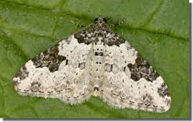 Attēlu rezultāti vaicājumam “Xanthorhoe fluctuata”