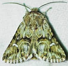 Attēlu rezultāti vaicājumam “Calophasia lunula”