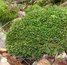 Attēlu rezultāti vaicājumam “Plagiochila porelloides”