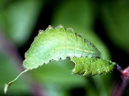 Attēlu rezultāti vaicājumam “Satyrium pruni”