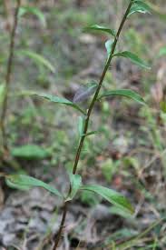 Attēlu rezultāti vaicājumam “Trichia erecta stalked”