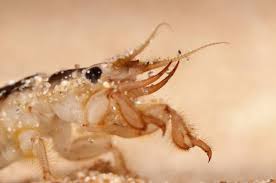 Attēlu rezultāti vaicājumam “Ephemera sp.”