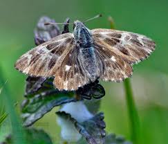 Attēlu rezultāti vaicājumam “Carcharodus floccifera”