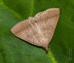 Attēlu rezultāti vaicājumam “Herminia tarsicrinalis”