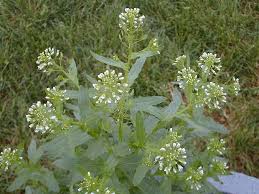 Attēlu rezultāti vaicājumam “Thlaspi arvense”