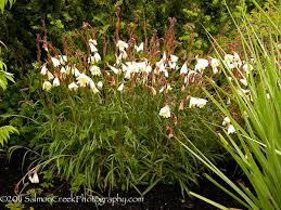 Image result for Oenothera odorata