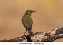 Attēlu rezultāti vaicājumam “Phylloscopus trochilus”