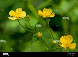 Attēlu rezultāti vaicājumam “Ranunculus lanuginosus flower”