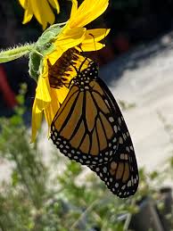 Attēlu rezultāti vaicājumam “Helianthus annuus flower”