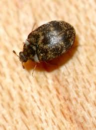 Attēlu rezultāti vaicājumam “Anthrenus museorum”