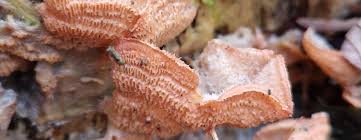 Attēlu rezultāti vaicājumam “Phlebia tremellosa”
