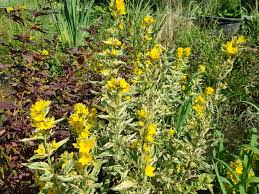 Attēlu rezultāti vaicājumam “Lysimachia punctata flower”