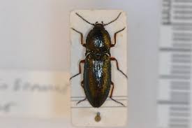 Attēlu rezultāti vaicājumam “Selatosomus aeneus”