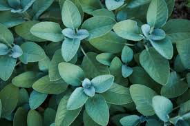 Attēlu rezultāti vaicājumam “Salvia officinalis leaf”