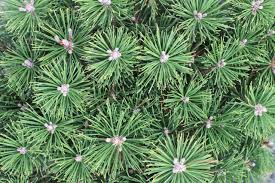 Attēlu rezultāti vaicājumam “Pinus mugo”