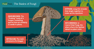 Attēlu rezultāti vaicājumam “fungi”