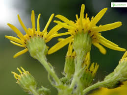 Attēlu rezultāti vaicājumam “Jacobaea vulgaris flower”