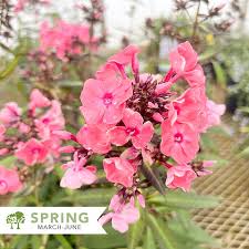 Image result for Phlox paniculata `Sweet Summer`