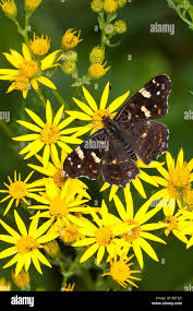 Attēlu rezultāti vaicājumam “Araschnia levana upperside”