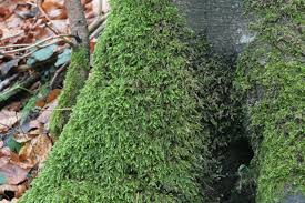 Attēlu rezultāti vaicājumam “Isothecium alopecuroides”