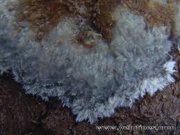 Attēlu rezultāti vaicājumam “Phlebiopsis gigantea”