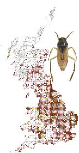 Attēlu rezultāti vaicājumam “Notonecta glauca”