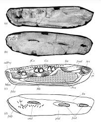Attēlu rezultāti vaicājumam “Laccognathus panderi”