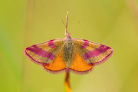 Attēlu rezultāti vaicājumam “Lythria cruentaria”