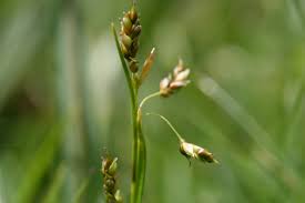 Attēlu rezultāti vaicājumam “Carex capillaris”