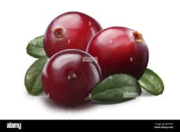 Attēlu rezultāti vaicājumam “Oxycoccus leaf”