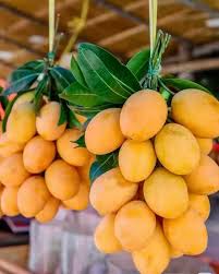 Attēlu rezultāti vaicājumam “Phragmites communis fruit”