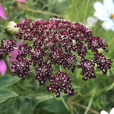 Attēlu rezultāti vaicājumam “Daucus sativus flower”
