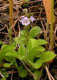 Image result for Veronica officinalis