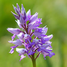 Attēlu rezultāti vaicājumam “Orchis militaris flower”