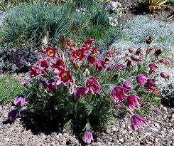 Image result for Kuhschelle