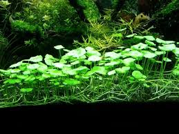 Attēlu rezultāti vaicājumam “Hydrocotyle vulgaris”